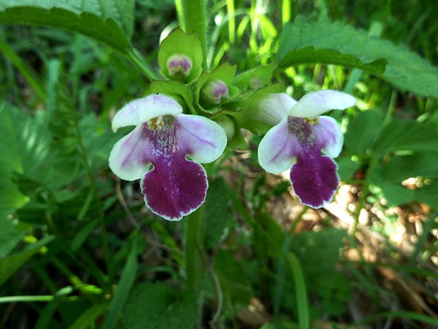 medúnka medovkolistá Melittis melissophyllum L.