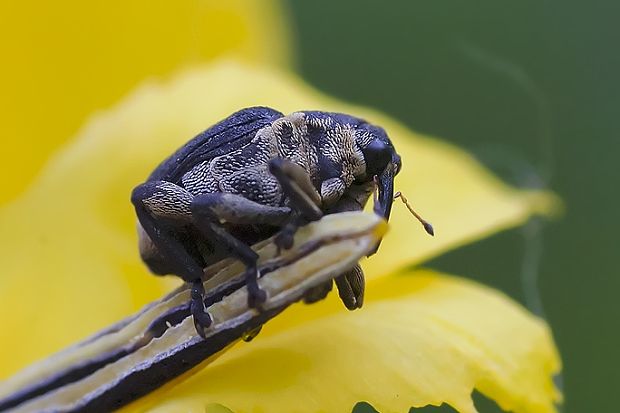 nosáčik Mononychus punctumalbum