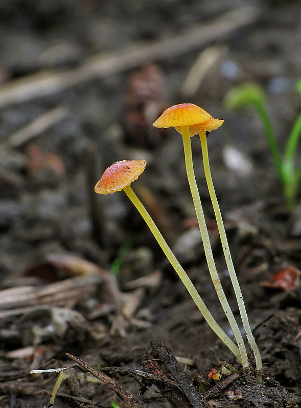 prilbička ihličková Mycena acicula (Schaeff.) P. Kumm.