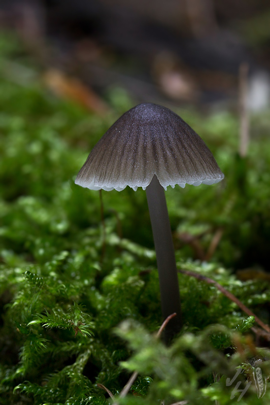 prilbička mliečna temná Mycena galopus var. nigra Rea,