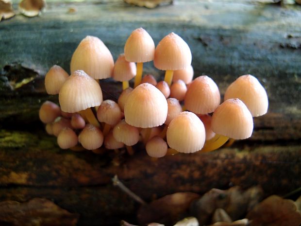 prilbička žltohlúbiková Mycena renati Quél.