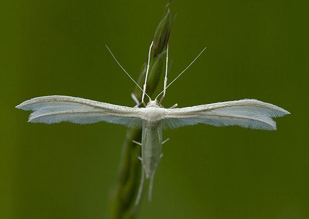 pierkavec povojový Pterophorus pentadactyla