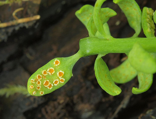 hrdza Puccinia sp.