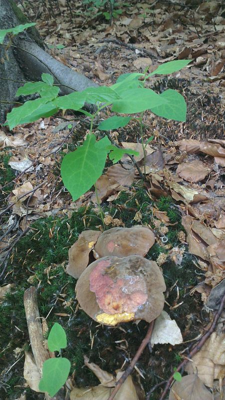 hríb zrnitohlúbikový Sutorius luridiformis (Rostk.) G. Wu & Zhu L. Yang