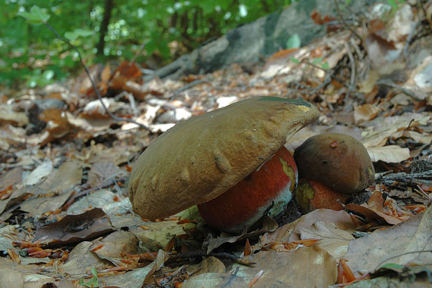 hríb zrnitohlúbikový Sutorius luridiformis (Rostk.) G. Wu & Zhu L. Yang