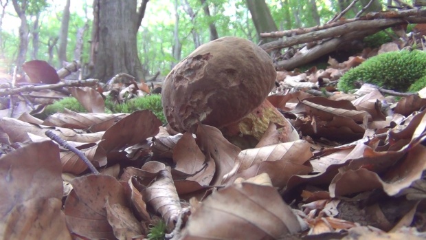 hríb zrnitohlúbikový Sutorius luridiformis (Rostk.) G. Wu & Zhu L. Yang