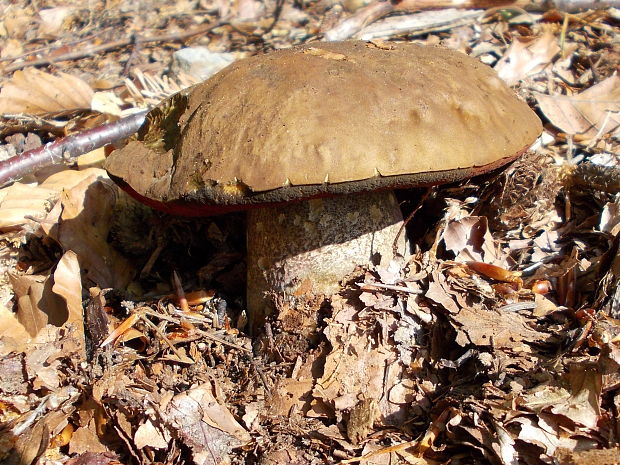 hríb zrnitohlúbikový Sutorius luridiformis (Rostk.) G. Wu & Zhu L. Yang