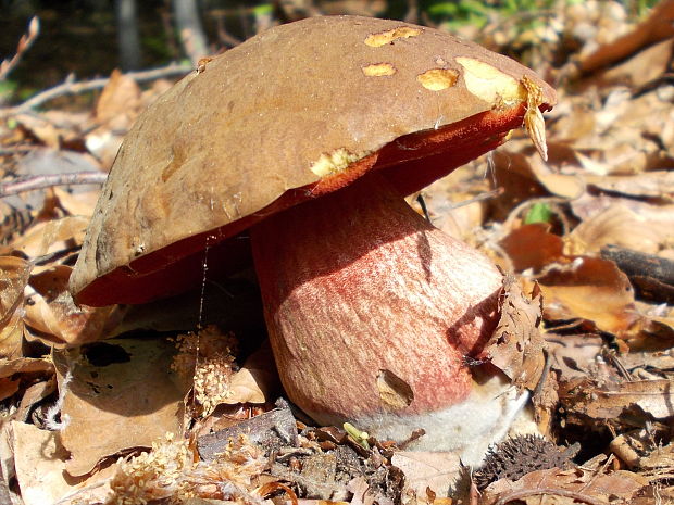 hríb zrnitohlúbikový Sutorius luridiformis (Rostk.) G. Wu & Zhu L. Yang