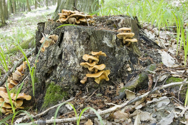 biotop šupinačka menlivá