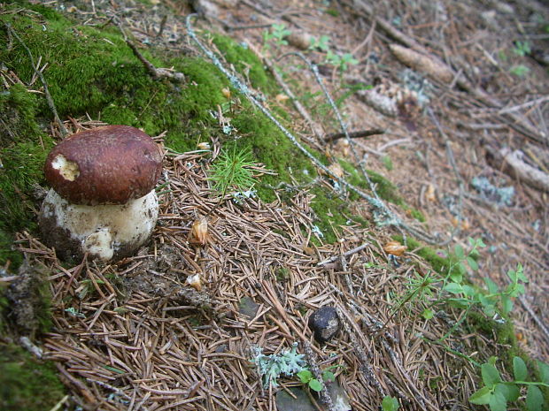 boletus pinopilus