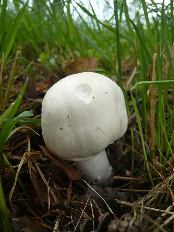 pečiarka Agaricus sp.