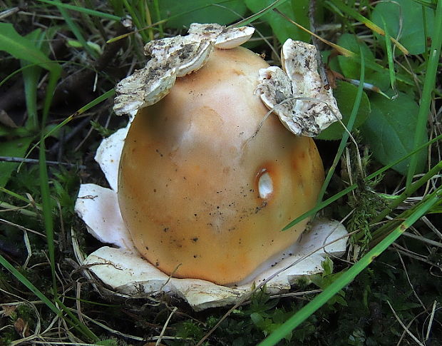 muchotrávka oranžová Amanita crocea (Quél.) Singer