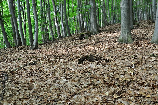 biotop muchotrávky slamovožltej Amanita gemmata (Fr.) Bertill.