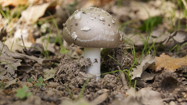 muchotrávka ? Amanita sp.