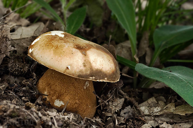 hríb bronzový Boletus aereus Bull. ex Fr.