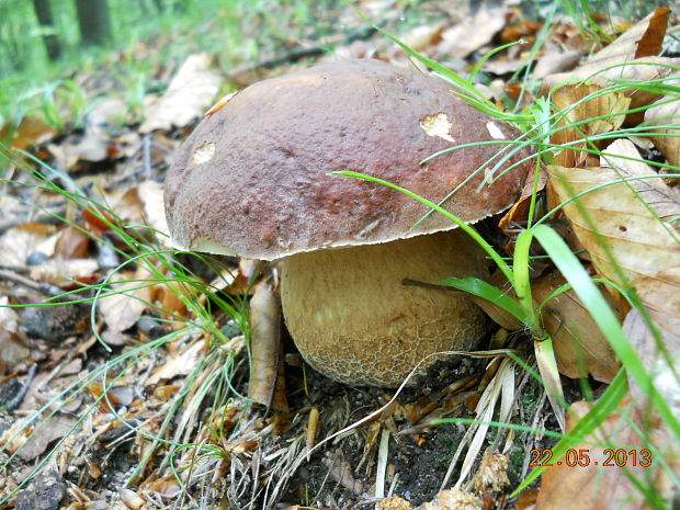 hríb sosnový Boletus pinophilus Pil. et Dermek in Pil.