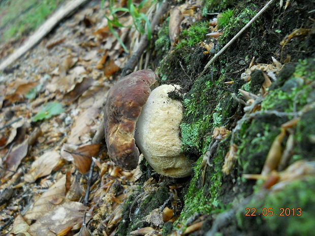 hríb sosnový Boletus pinophilus Pil. et Dermek in Pil.