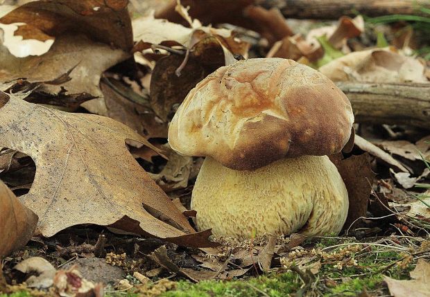 hřib borový Boletus pinophilus Pil. et Dermek in Pil.