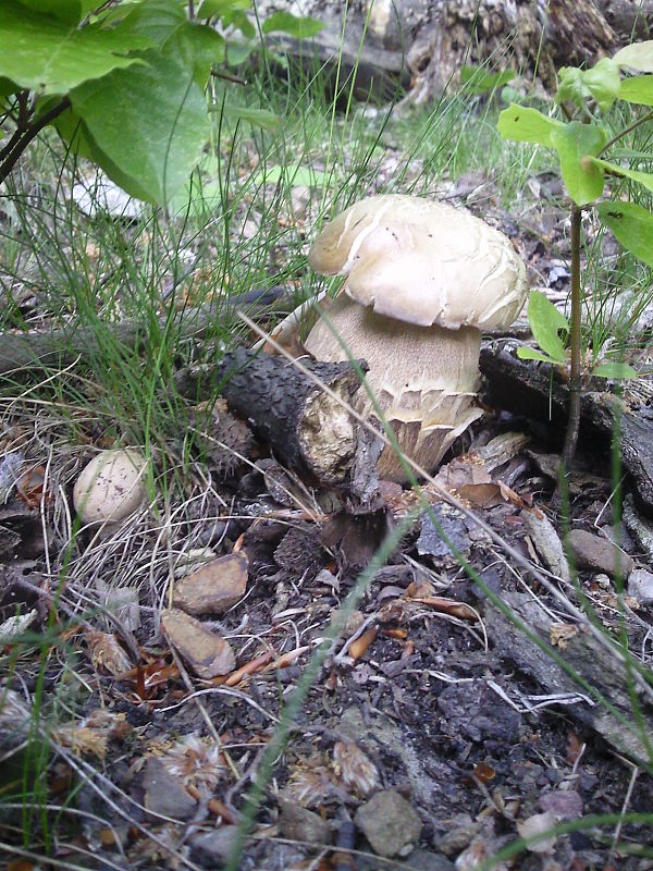 hríb dubový Boletus reticulatus Schaeff.