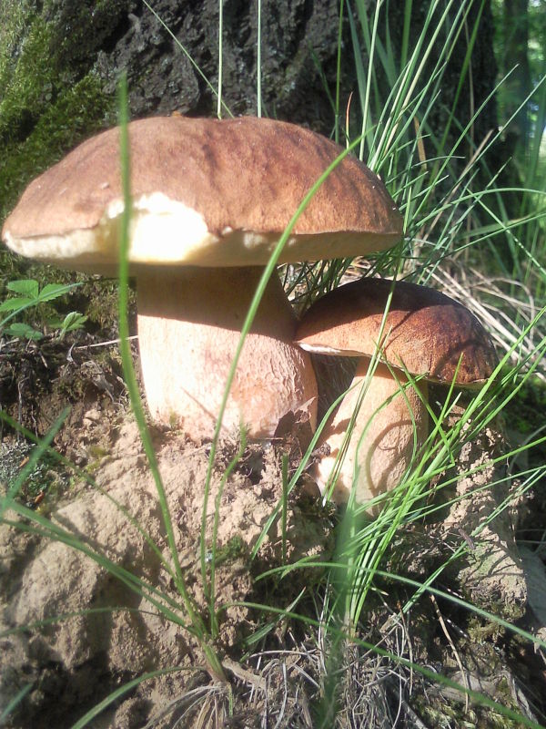 hríb dubový Boletus reticulatus Schaeff.