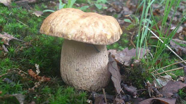 hríb dubový Boletus reticulatus Schaeff.