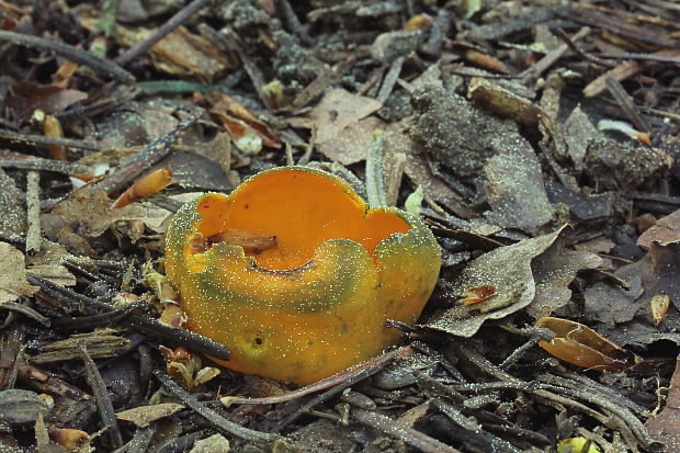 pohárovka ohnivá Caloscypha fulgens (Pers.) Boud.