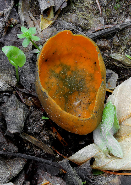 pohárovka ohnivá Caloscypha fulgens (Pers.) Boud.