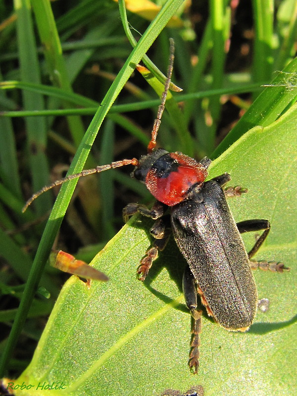 snehuľčík sivočierny Cantharis fusca