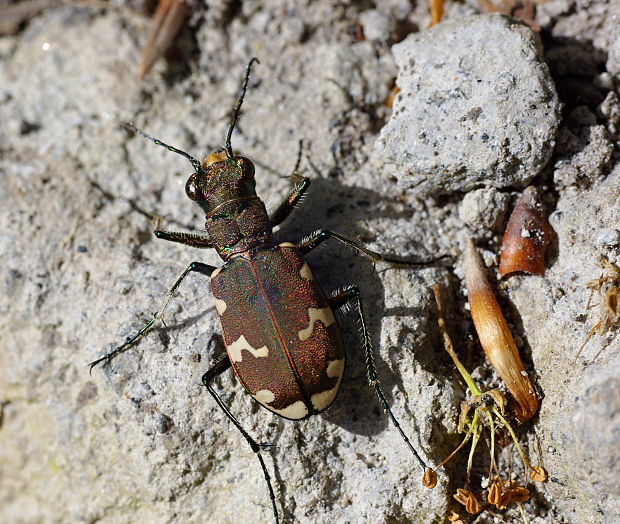 svižník Cicindela sylvatica