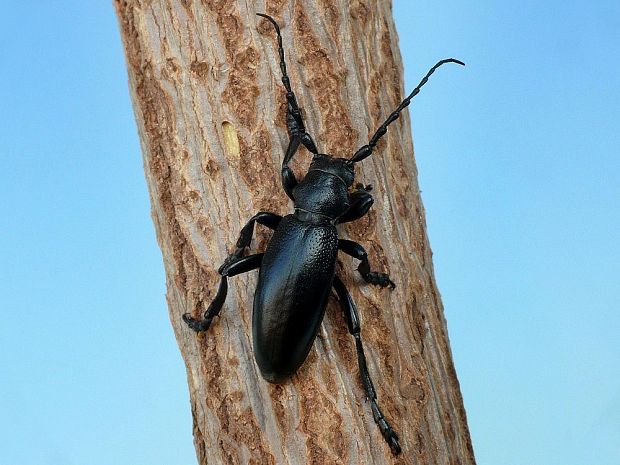 fuzáč čierny Dorcadion aethiops Scopoli, 1763