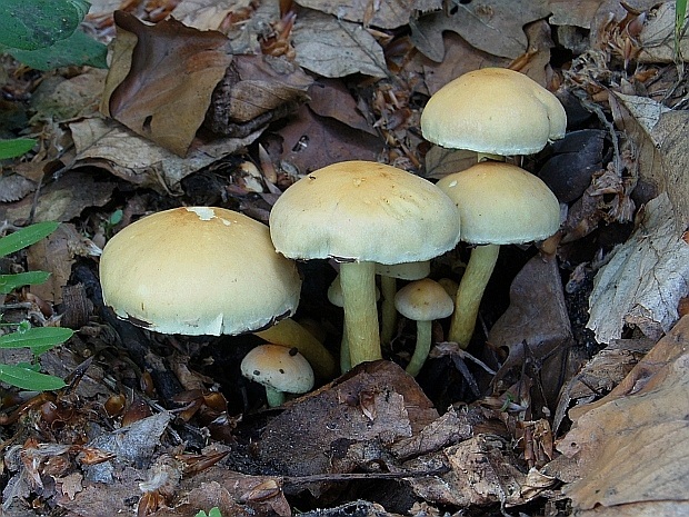 strapcovka zväzkovitá Hypholoma fasciculare (Huds.) P. Kumm.