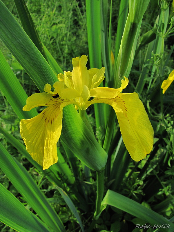 kosatec žltý Iris pseudacorus L.