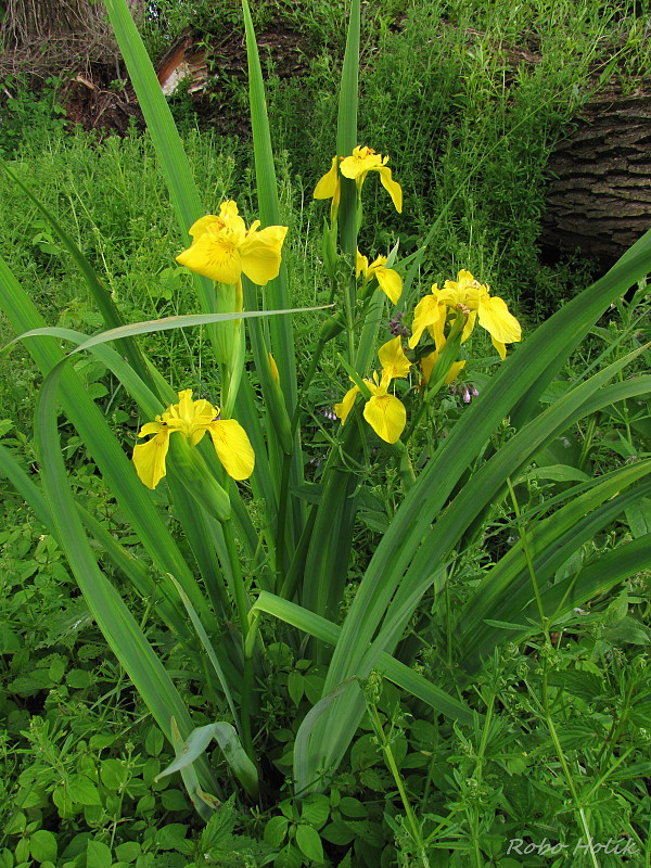 kosatec žltý Iris pseudacorus L.