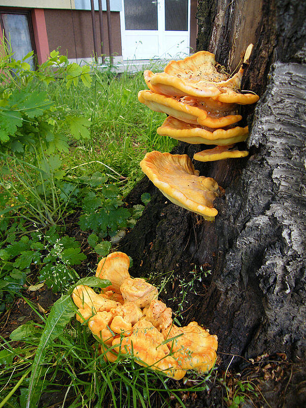 sírovec obyčajný Laetiporus sulphureus (Bull.) Murrill