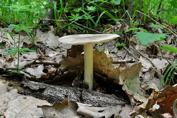 povraznica širokolupeňová Megacollybia platyphylla (Pers.) Kotl. & Pouzar