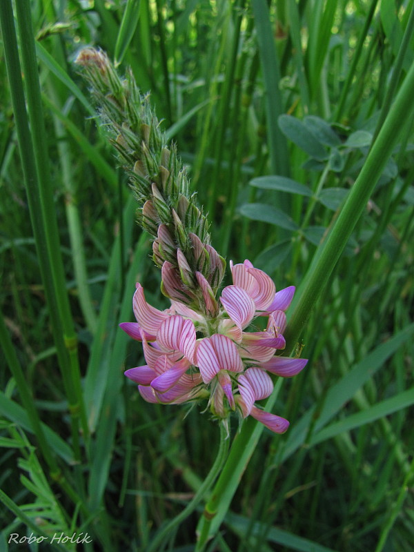 vičenec vikolistý Onobrychis viciifolia Scop.