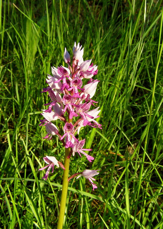 vstavač vojenský Orchis militaris L.