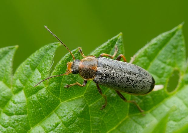 . Osphya bipunctata