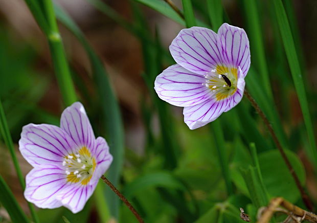 kyslička obyčajná Oxalis acetosella L.