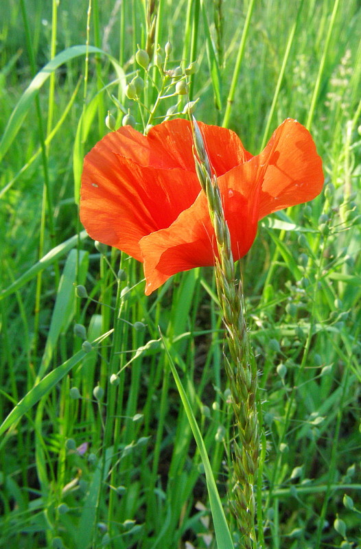 vĺči mak Papaver rhoeas L.