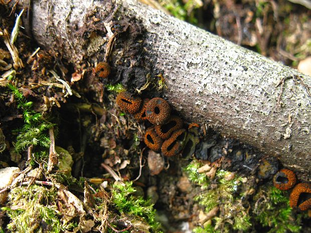 pakorienkovka čierna Plectania melastoma (Sowerby) Fuckel