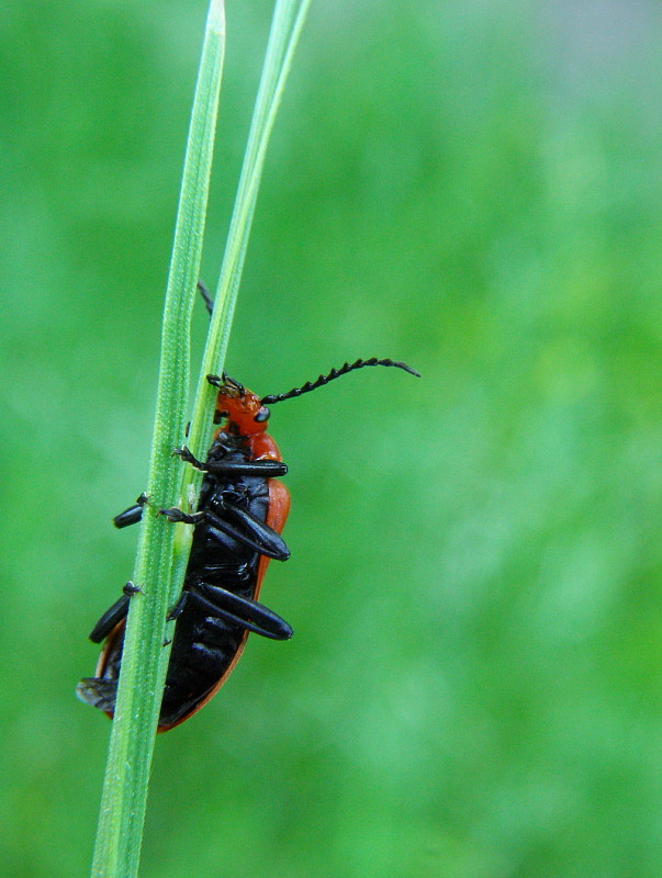 červenáčik Pyrochroa serraticornis