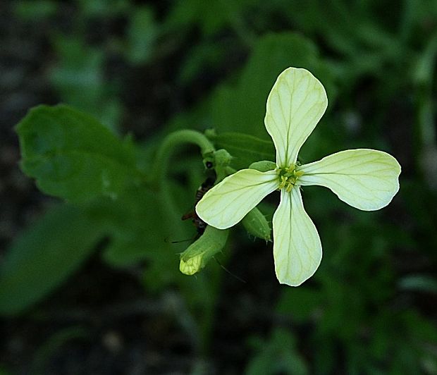 reďkev ohnicová Raphanus raphanistrum L.