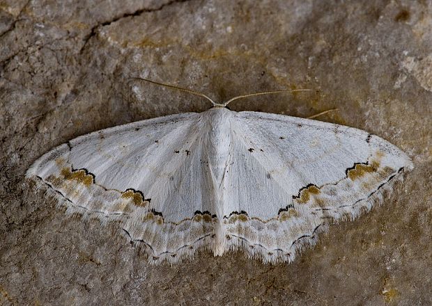 piadica okrášlená Scopula ornata