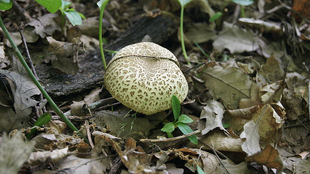 masliak Suillus sp.