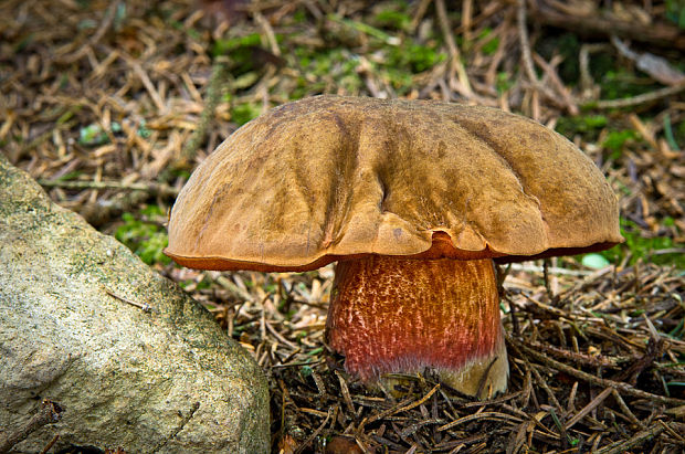 hríb zrnitohlúbikový Sutorius luridiformis (Rostk.) G. Wu & Zhu L. Yang