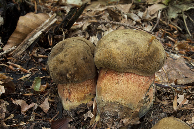 hríb zrnitohlúbikový Sutorius luridiformis (Rostk.) G. Wu & Zhu L. Yang