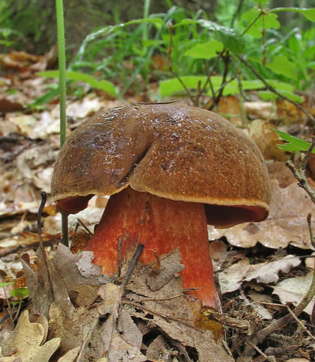 hríb zrnitohlúbikový Sutorius luridiformis (Rostk.) G. Wu & Zhu L. Yang