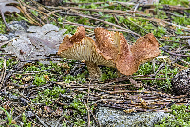 neidentifikovaná huba