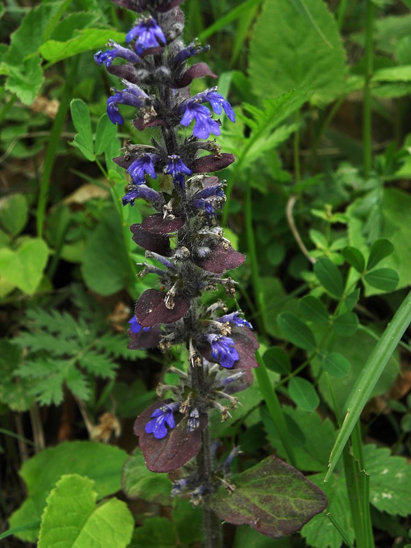 zbehovec plazivý Ajuga reptans L.